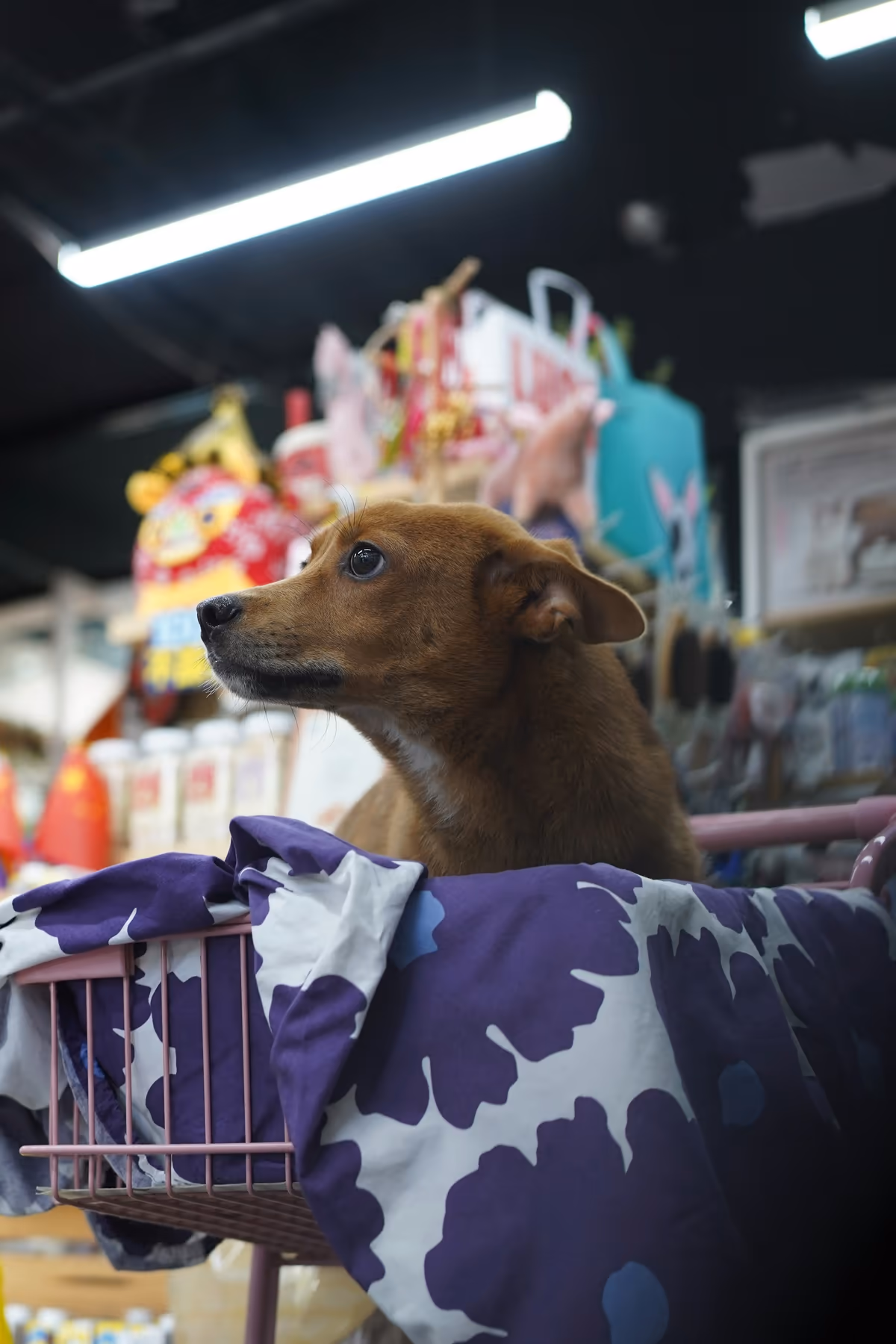 Foto do segmento Pet Shops