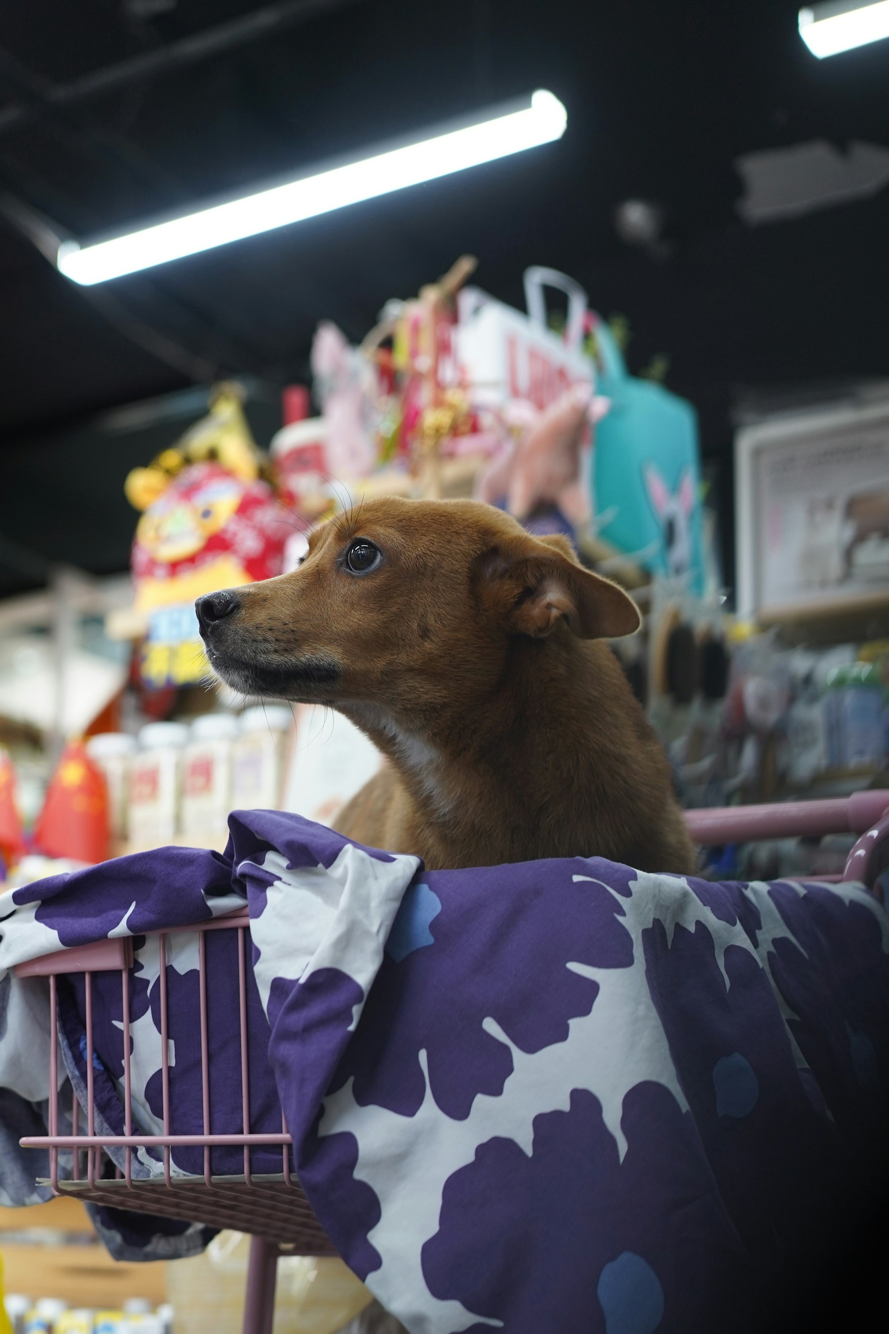 Foto do segmento Pet Shops